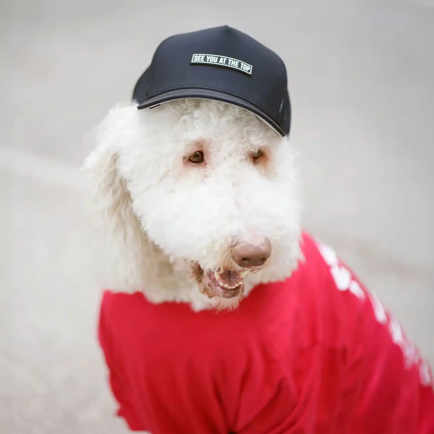 Dog wearing a red shirt and cap